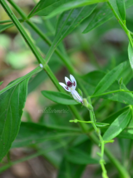 Nattu Nilavembu Powder